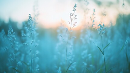Blurred background of tall grasses at sunset with light blue and white ethereal sky, swaying wildflowers in gentle breeze conveying tranquility and harmony with nature in high-resolution photography