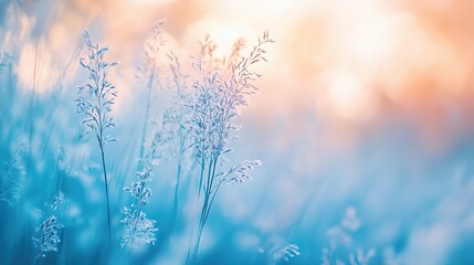 Blurred background of tall grasses at sunset with light blue and white ethereal sky, swaying wildflowers in gentle breeze conveying tranquility and harmony with nature in high-resolution photography