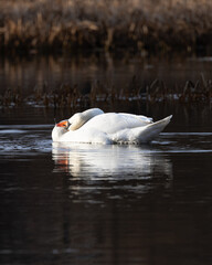 Mute swan preening feathers with reflection on water

