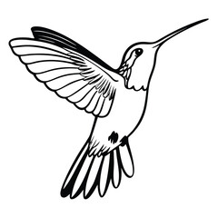 Black and white drawing shows a hummingbird flying with its wings spread widely