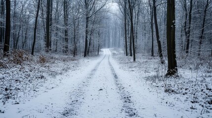 Obraz premium Dirt road winding through a dense forest. the trees on either side of the road are covered in a thick layer of snow, and the ground is also blanketed in a layer of white.