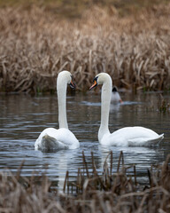 Two mute swans and a mallard duck swimming on water