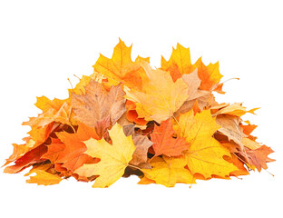 Fototapeta premium Pile of autumn maple leaves with transparent background, showcasing vibrant orange and yellow colors, perfect for fall designs.