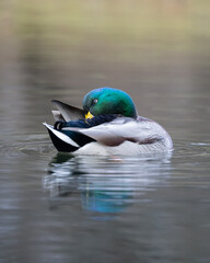 Male mallard duck swimming on calm water