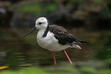 Pied Stilt Bird Standing in Shallow Water with Reflected Sky and Natural Wetland Habitat