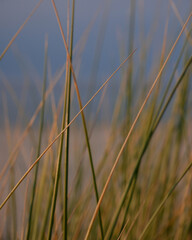 Coastal grass by the sea, nature macro background