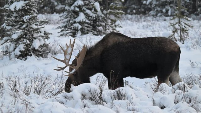 Bull moose in the Canadian Rockies in the winter