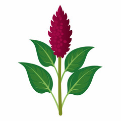 Amaranth plant illustration on a white background showcasing vibrant colors and detailed vector design suitable for botanical and nature themed