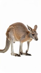 Fototapeta premium Australian kangaroo over white background