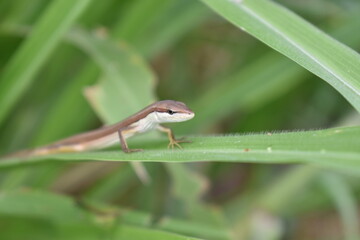 A lizard resting on tall grass blades, blending naturally with its surroundings. The reptile enjoys the warm sunlight while staying alert in its grassy habitat.