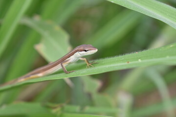 A lizard resting on tall grass blades, blending naturally with its surroundings. The reptile enjoys the warm sunlight while staying alert in its grassy habitat.