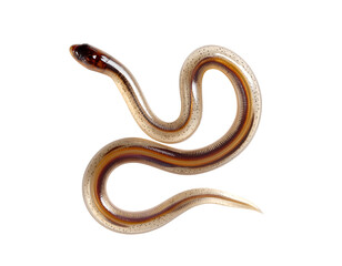 Obraz premium Brown intestinal parasitic worms isolated PNG on transparent background