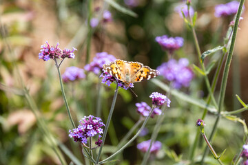 꽃 위에 앉아 있는 화려한 무늬의 나비 