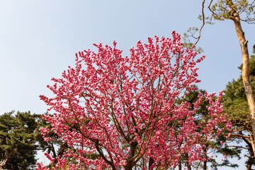 활짝 핀 홍매화 나무 