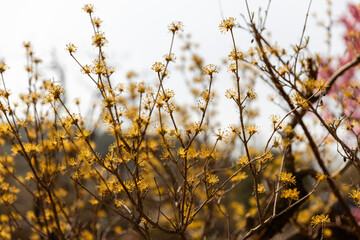 꽃이 핀 산수유 나무 