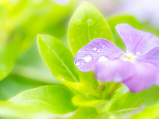 梅雨時から晩秋の公園や花壇を彩るニチニチソウのある風景。雨上がりの水滴がついた瑞々しい様子。自然風景素材。