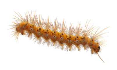 caterpillar with unique pattern and long hair isolated on a transparent background
