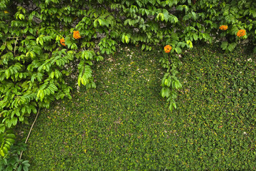 Green Wall with Hanging Vines and Orange Flowers