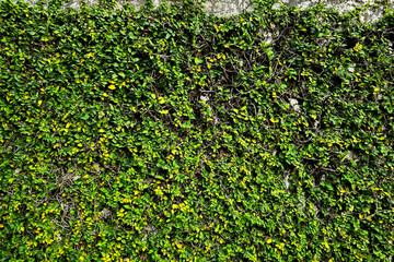 Green Leafy Wall with Dense Foliage Texture