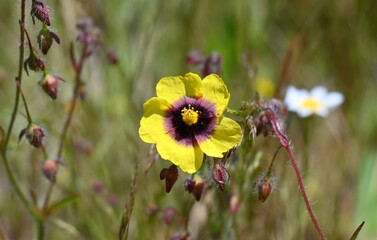 Yellow Wildflower with Purple Center in Meadow Close-Up