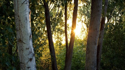 Obraz premium Group of trees in a forest with the sun shining through them. the trees are tall and slender, with their trunks reaching up towards the sky.