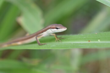 A lizard resting on tall grass blades, blending naturally with its surroundings. The reptile enjoys the warm sunlight while staying alert in its grassy habitat.