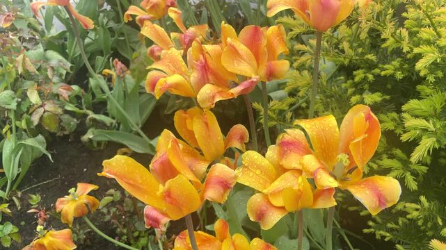 Bright orange flowers blooming in a lush garden after gentle rain in spring