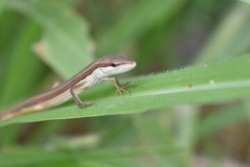 A lizard resting on tall grass blades, blending naturally with its surroundings. The reptile enjoys the warm sunlight while staying alert in its grassy habitat.