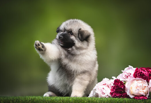 Close up photo of grey black fluffy puppy keeshond wolfspitz dog sitting near bouquet of blooming peonies pink and magenta with the paw up on the green background