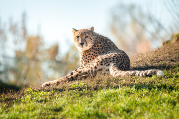 Photography of fierce wild animals in the forest