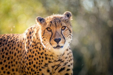 Photography of fierce wild animals in the forest