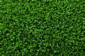 Lush green grass carpet with dense foliage and vibrant natural texture