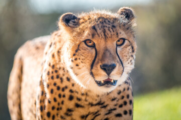 Photography of fierce wild animals in the forest