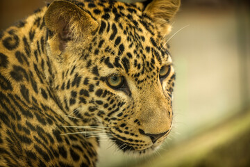 Photography of fierce wild animals in the forest