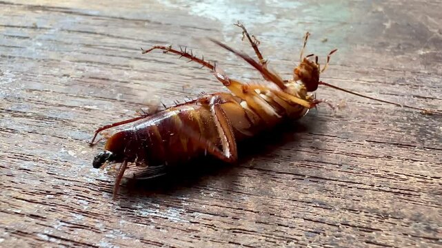 cockroach on wood