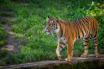 Photography of fierce wild animals in the forest