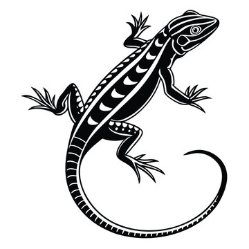 Black patterned lizard curls its long tail in this striking image
