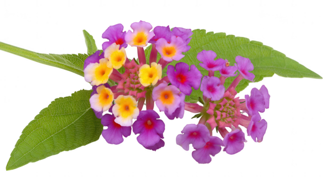 Vibrant lantana flower cluster isolated on transparent background