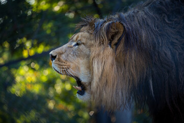 Photography of fierce wild animals in the forest