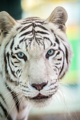 Photography of fierce wild animals in the forest