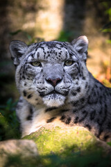 Photography of fierce wild animals in the forest