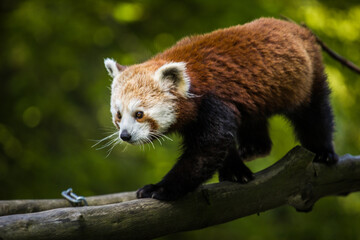 Photography of fierce wild animals in the forest