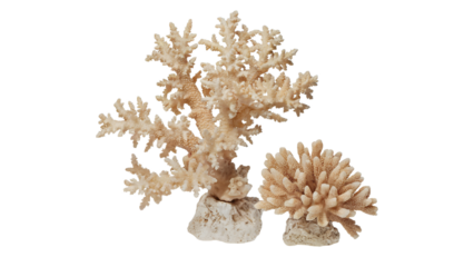 pine cone isolated on white background