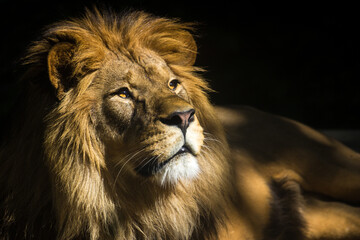 Photography of fierce wild animals in the forest