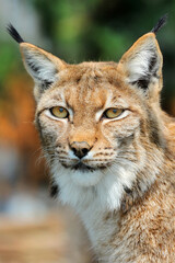 Photography of fierce wild animals in the forest