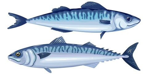 Atlantic mackerel fish isolated on white background | Raw mackerel