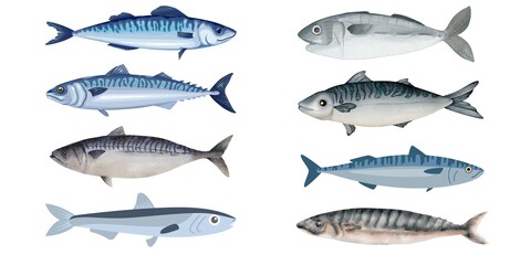 Atlantic mackerel fish isolated on white background | Raw mackerel