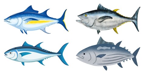 Bluefin tuna Thunnus thynnus saltwater fish | Atlantic tuna fish