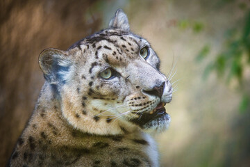 Obraz premium Photography of fierce wild animals in the forest