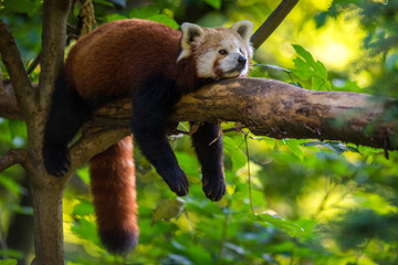 Photography of fierce wild animals in the forest